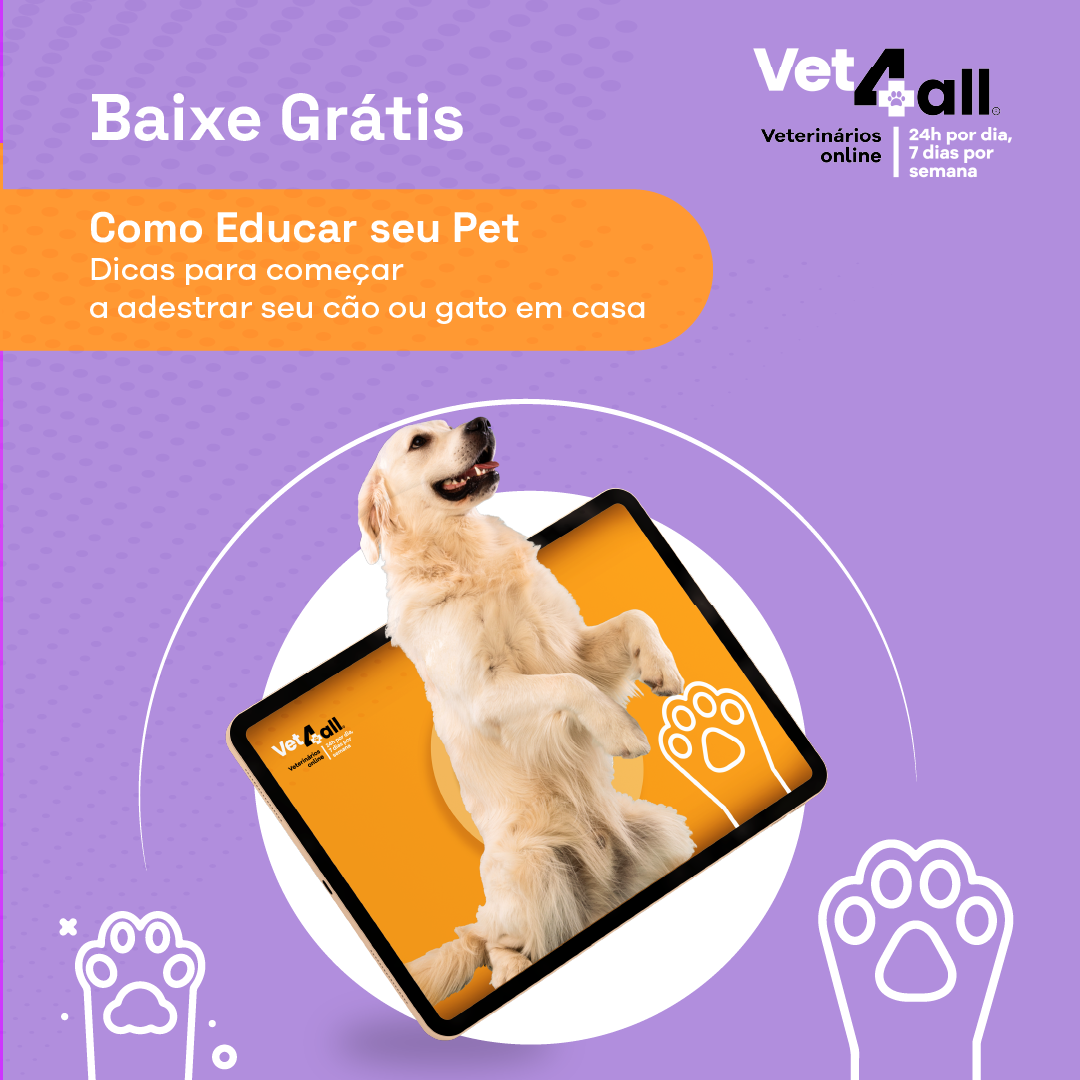 Como educar o seu gato adulto